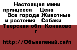 Настоящая мини принцесса  › Цена ­ 25 000 - Все города Животные и растения » Собаки   . Тверская обл.,Конаково г.